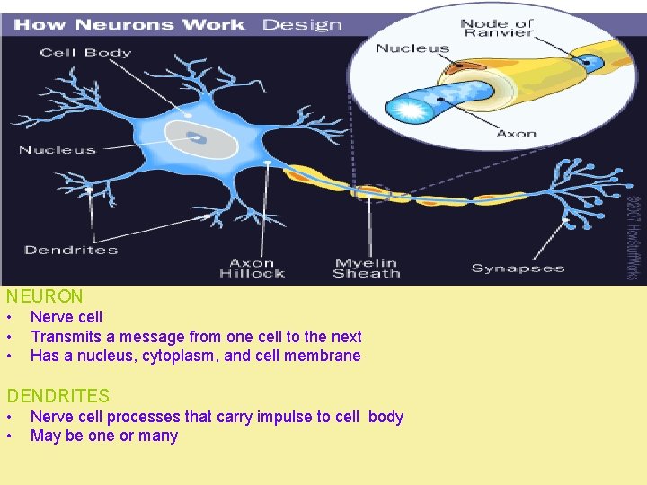 NEURON • • • Nerve cell Transmits a message from one cell to the