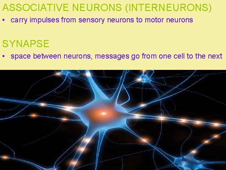 ASSOCIATIVE NEURONS (INTERNEURONS) • carry impulses from sensory neurons to motor neurons SYNAPSE •