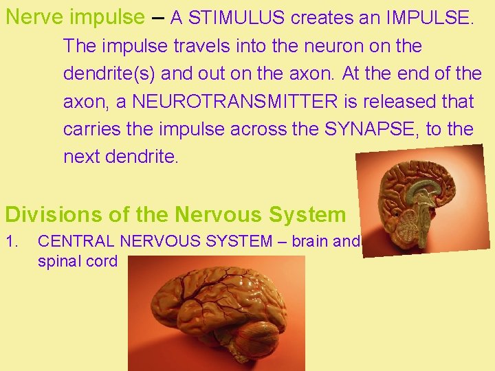 Nerve impulse – A STIMULUS creates an IMPULSE. The impulse travels into the neuron