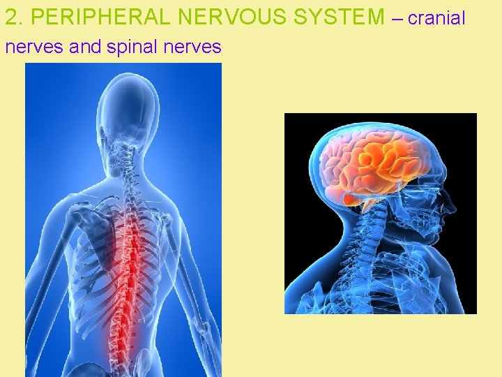 2. PERIPHERAL NERVOUS SYSTEM – cranial nerves and spinal nerves 