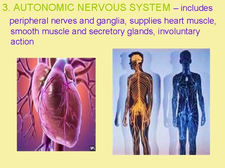 3. AUTONOMIC NERVOUS SYSTEM – includes peripheral nerves and ganglia, supplies heart muscle, smooth