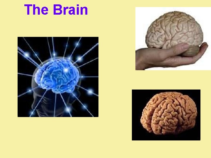 The Brain 