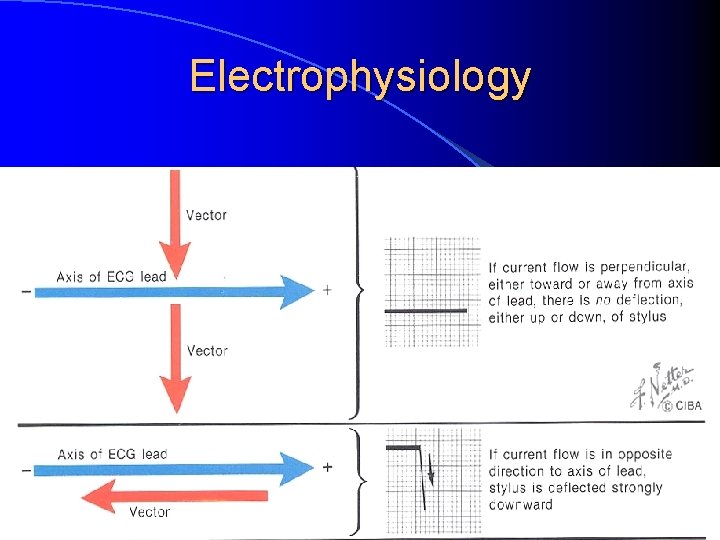 Electrophysiology 