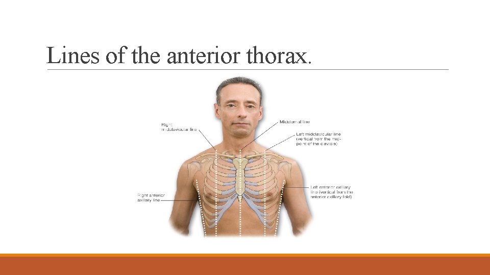 Lines of the anterior thorax. 