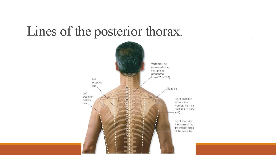 Lines of the posterior thorax. 