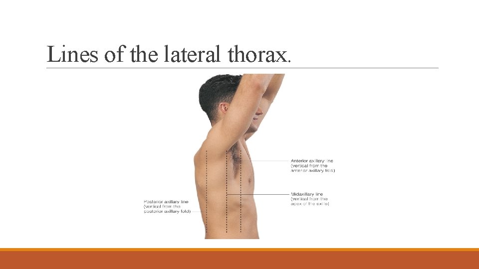 Lines of the lateral thorax. 
