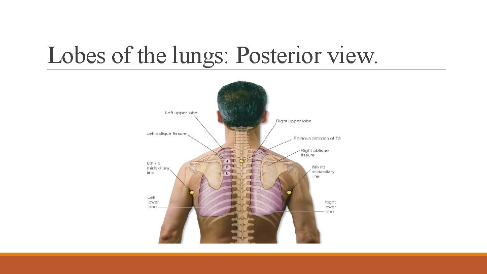 Lobes of the lungs: Posterior view. 