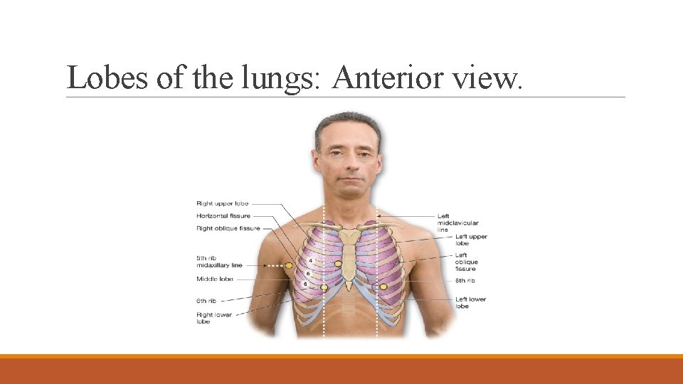 Lobes of the lungs: Anterior view. 