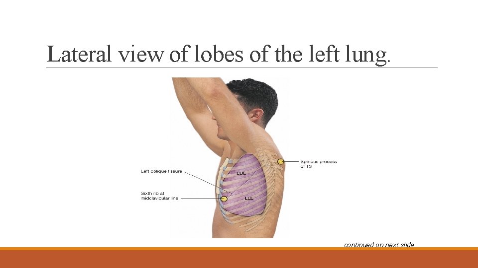 Lateral view of lobes of the left lung. continued on next slide 
