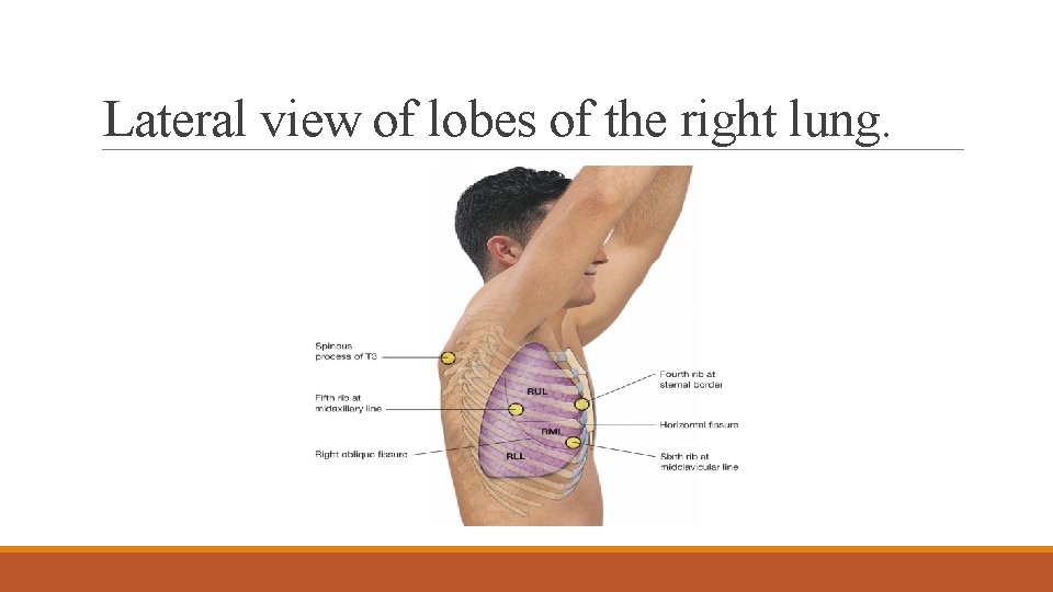 Lateral view of lobes of the right lung. 