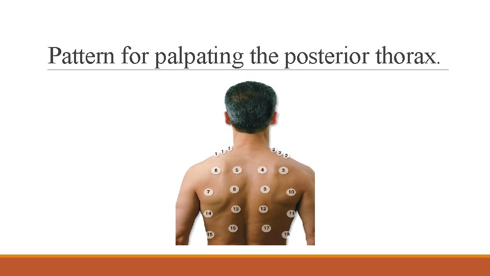 Pattern for palpating the posterior thorax. 