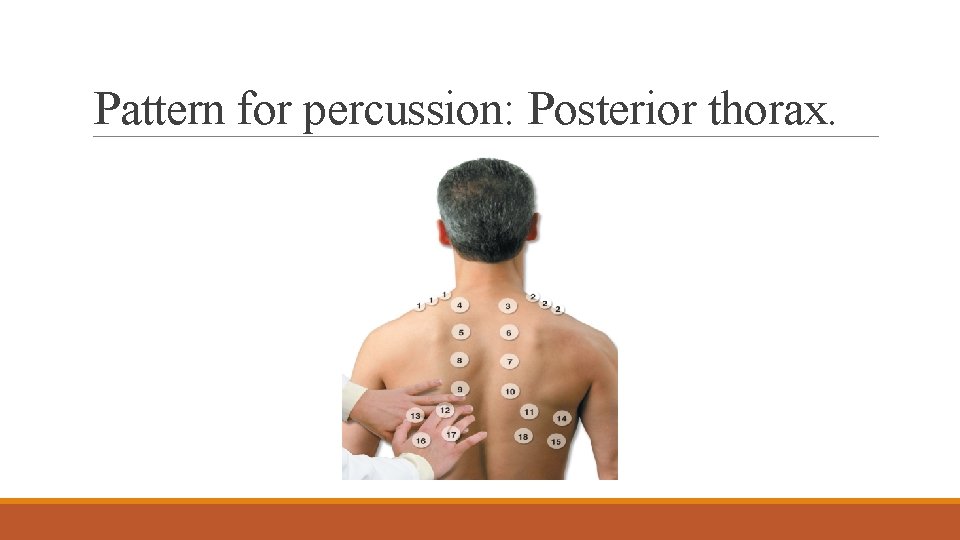 Pattern for percussion: Posterior thorax. 