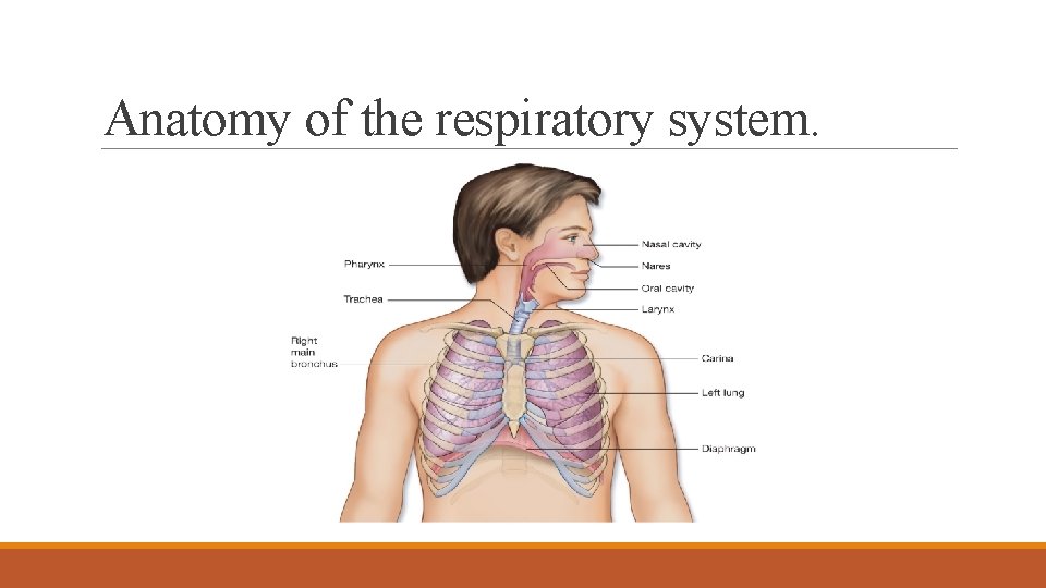 Anatomy of the respiratory system. 