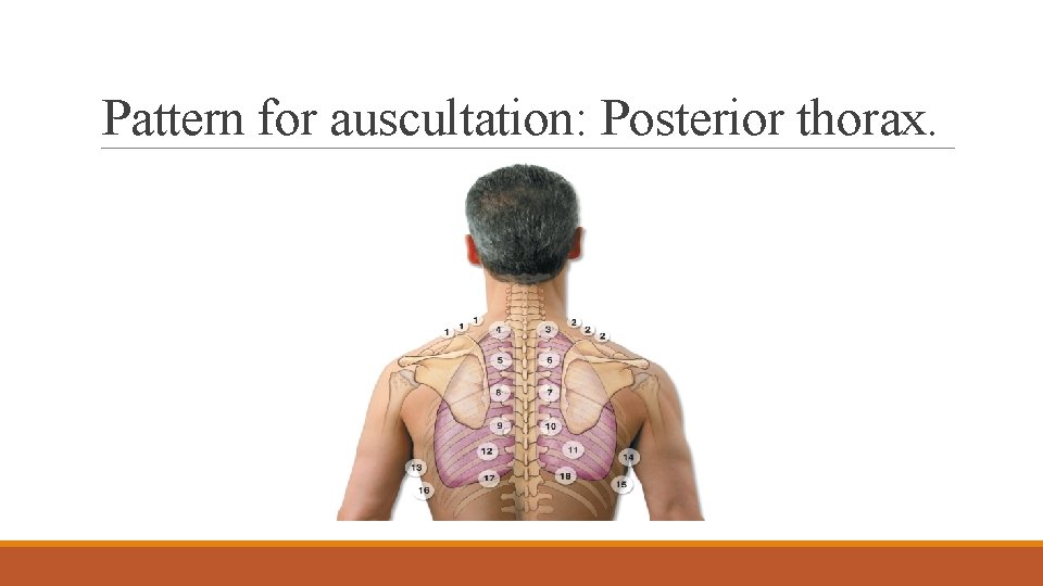 Pattern for auscultation: Posterior thorax. 