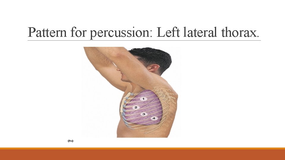Pattern for percussion: Left lateral thorax. 
