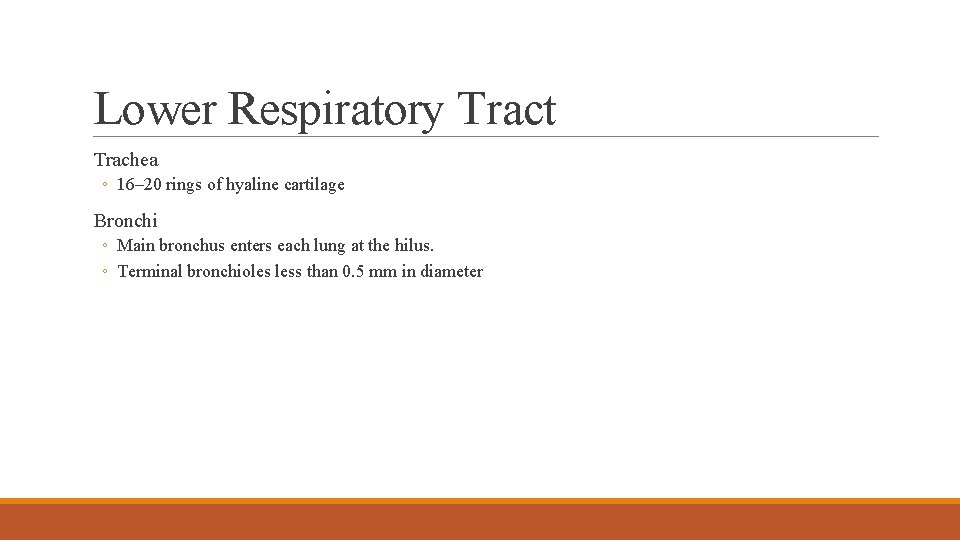 Lower Respiratory Tract Trachea ◦ 16– 20 rings of hyaline cartilage Bronchi ◦ Main
