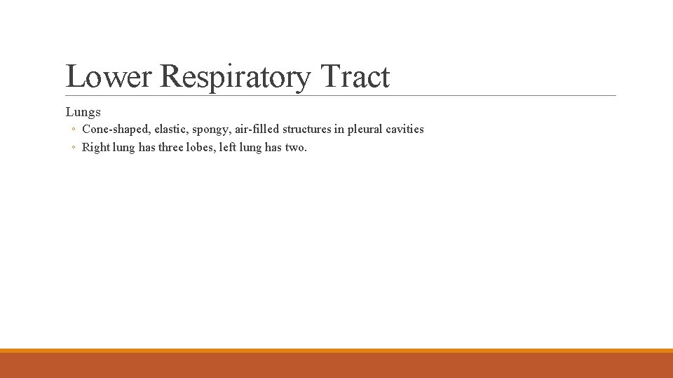 Lower Respiratory Tract Lungs ◦ Cone-shaped, elastic, spongy, air-filled structures in pleural cavities ◦