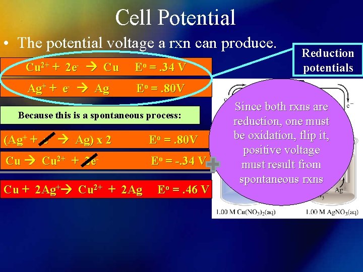 Cell Potential • The potential voltage a rxn can produce. Cu 2+ + 2