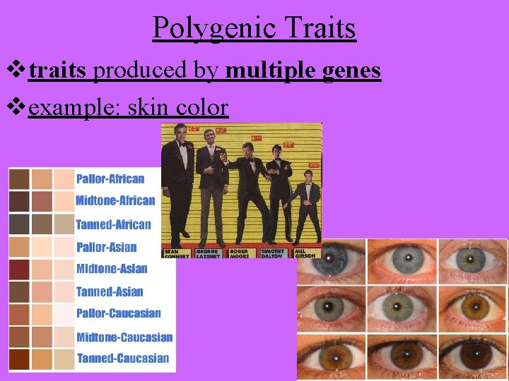 Polygenic Traits traits produced by multiple genes example: skin color 