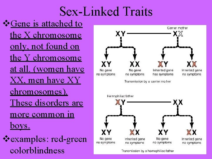 Sex-Linked Traits Gene is attached to the X chromosome only, not found on the