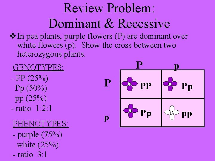 Review Problem: Dominant & Recessive In pea plants, purple flowers (P) are dominant over
