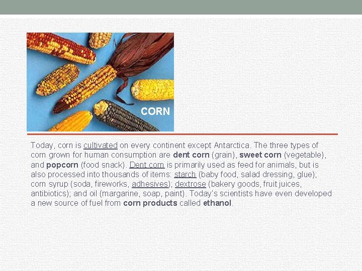 CORN Today, corn is cultivated on every continent except Antarctica. The three types of