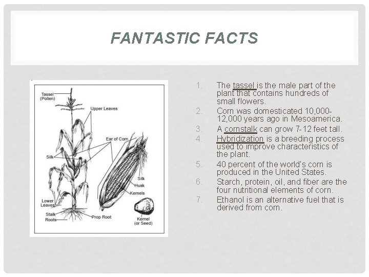 FANTASTIC FACTS 1. 2. 3. 4. 5. 6. 7. The tassel is the male