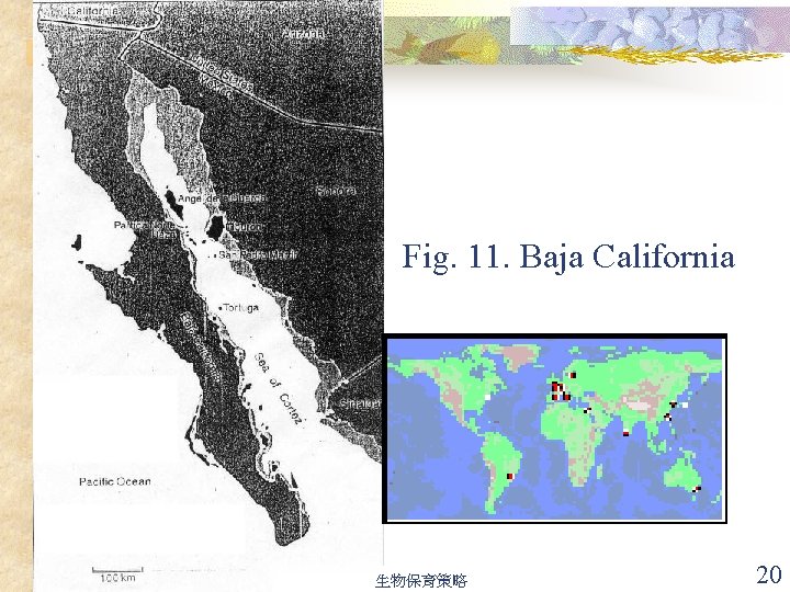 Fig. 11. Baja California 生物保育策略 20 
