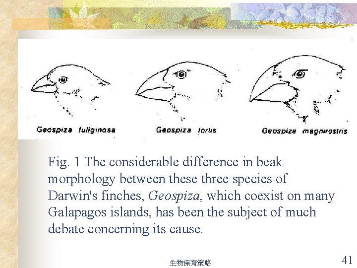 Fig. 1 The considerable difference in beak morphology between these three species of Darwin's