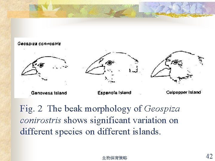 Fig. 2 The beak morphology of Geospiza conirostris shows significant variation on different species