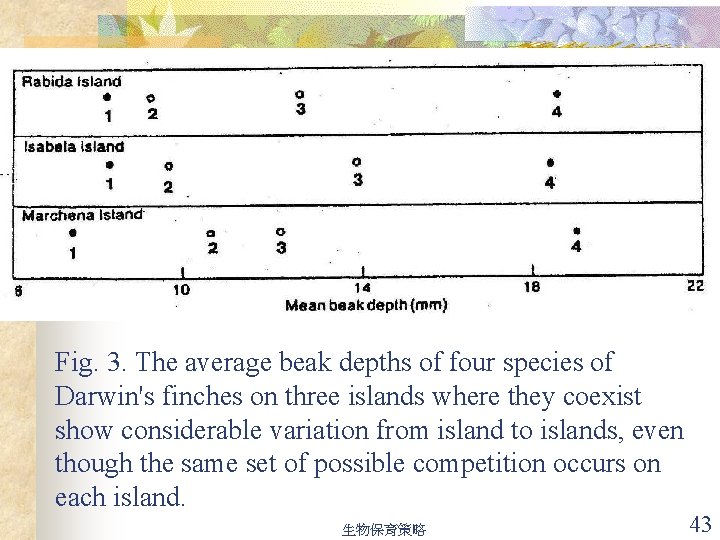 Fig. 3. The average beak depths of four species of Darwin's finches on three