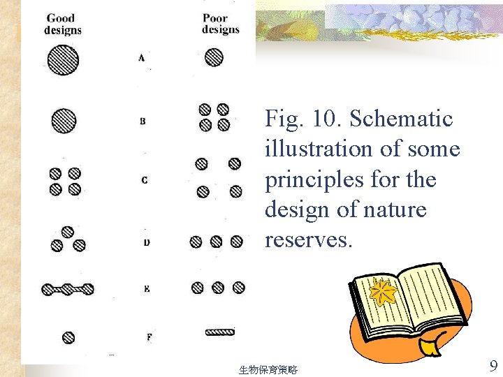Fig. 10. Schematic illustration of some principles for the design of nature reserves. 生物保育策略