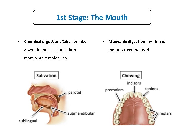 1 st Stage: The Mouth • Chemical digestion: Saliva breaks down the poisaccharids into