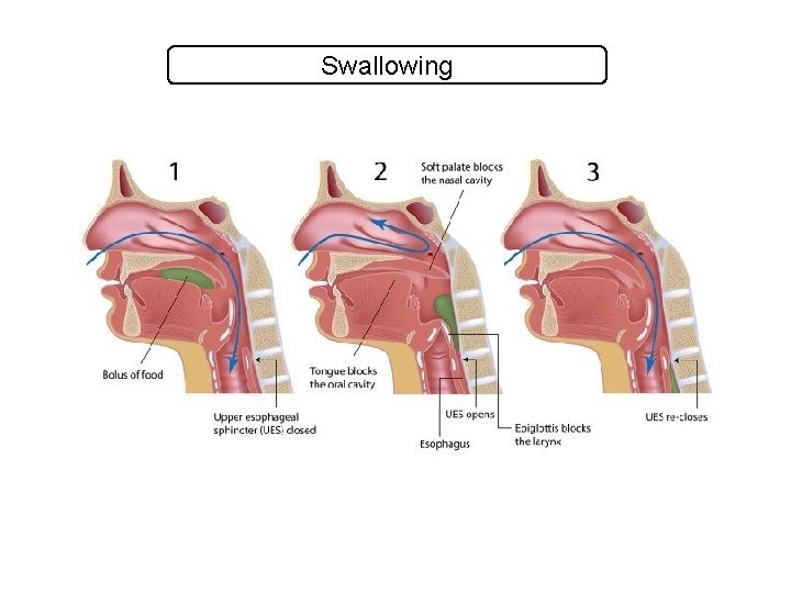 Swallowing 