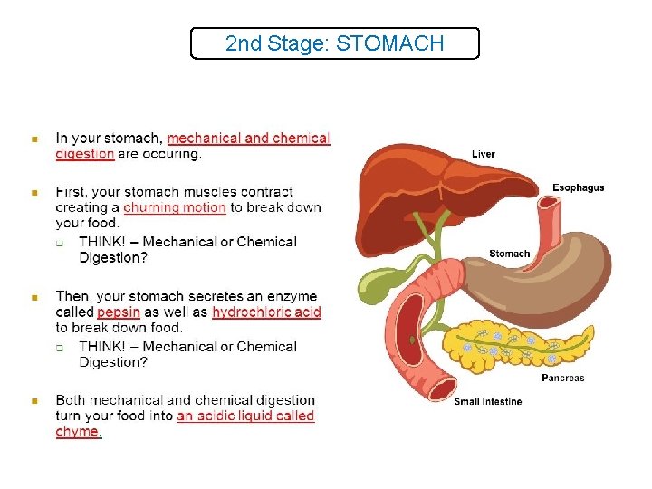 2 nd Stage: STOMACH 