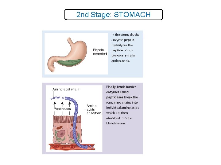 2 nd Stage: STOMACH 