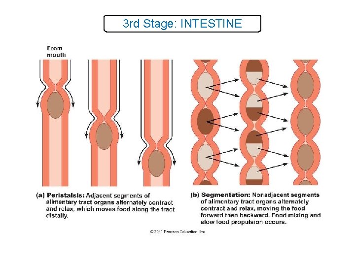 3 rd Stage: INTESTINE 