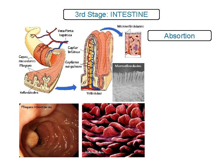 3 rd Stage: INTESTINE Absortion 