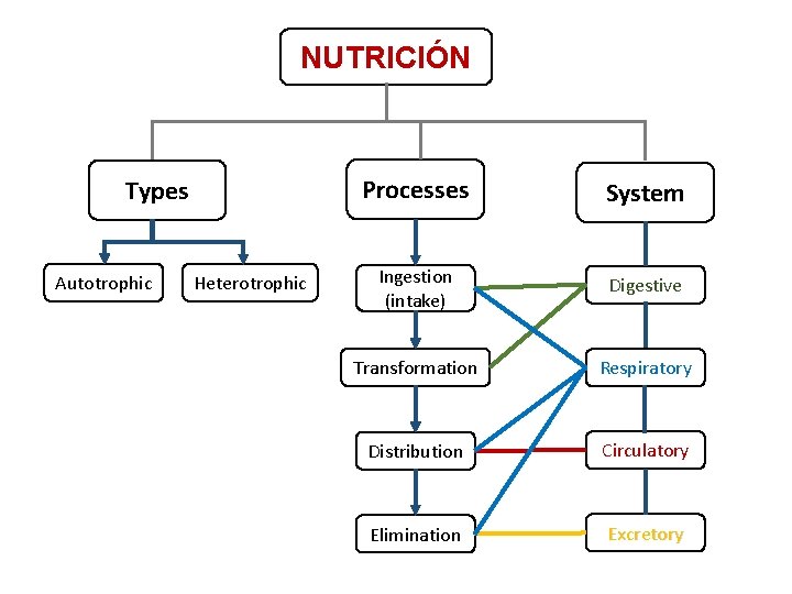 NUTRICIÓN Types Autotrophic Heterotrophic Processes System Ingestion (intake) Digestive Transformation Respiratory Distribution Circulatory Elimination