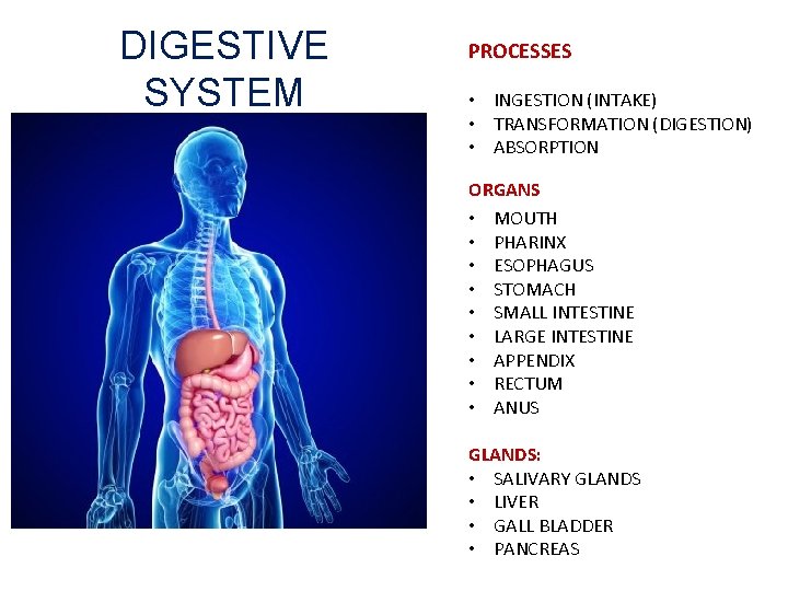 DIGESTIVE SYSTEM PROCESSES • INGESTION (INTAKE) • TRANSFORMATION (DIGESTION) • ABSORPTION ORGANS • MOUTH