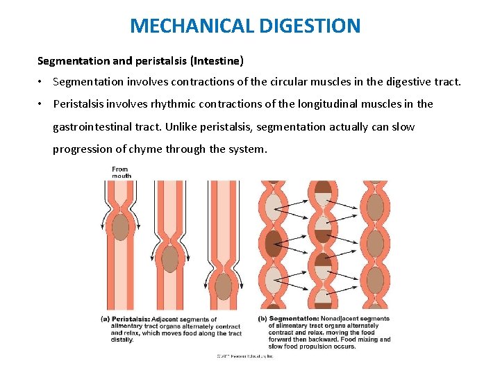 MECHANICAL DIGESTION Segmentation and peristalsis (Intestine) • Segmentation involves contractions of the circular muscles