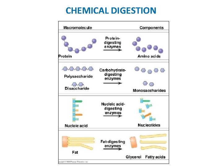 CHEMICAL DIGESTION 