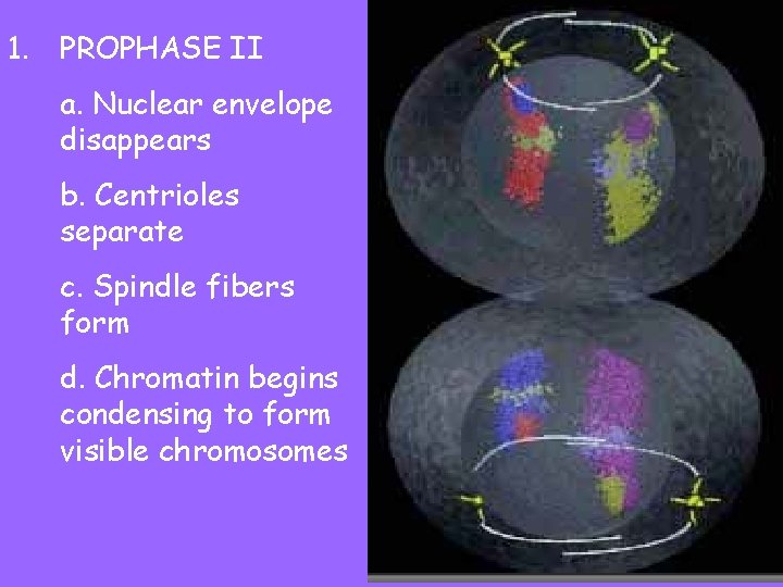 1. PROPHASE II a. Nuclear envelope disappears b. Centrioles separate c. Spindle fibers form