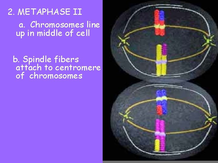 2. METAPHASE II a. Chromosomes line up in middle of cell b. Spindle fibers