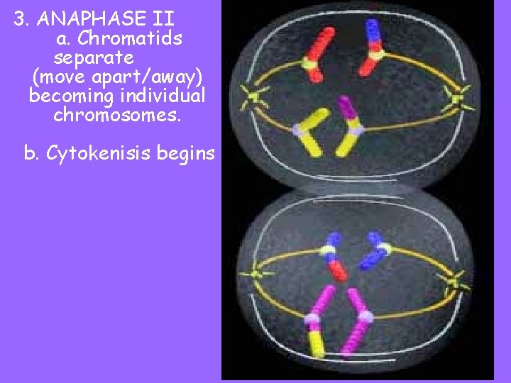 3. ANAPHASE II a. Chromatids separate (move apart/away) becoming individual chromosomes. b. Cytokenisis begins