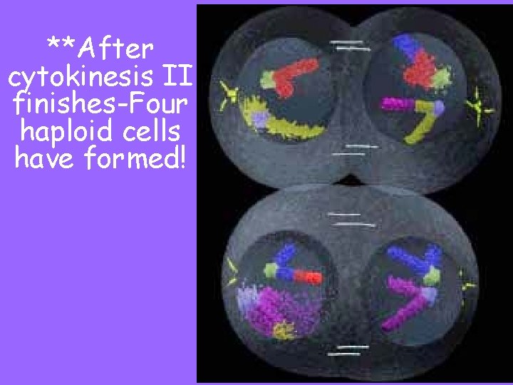 **After cytokinesis II finishes-Four haploid cells have formed! 