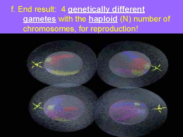 f. End result: 4 genetically different gametes with the haploid (N) number of chromosomes,