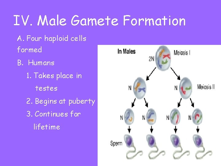 IV. Male Gamete Formation A. Four haploid cells formed B. Humans 1. Takes place