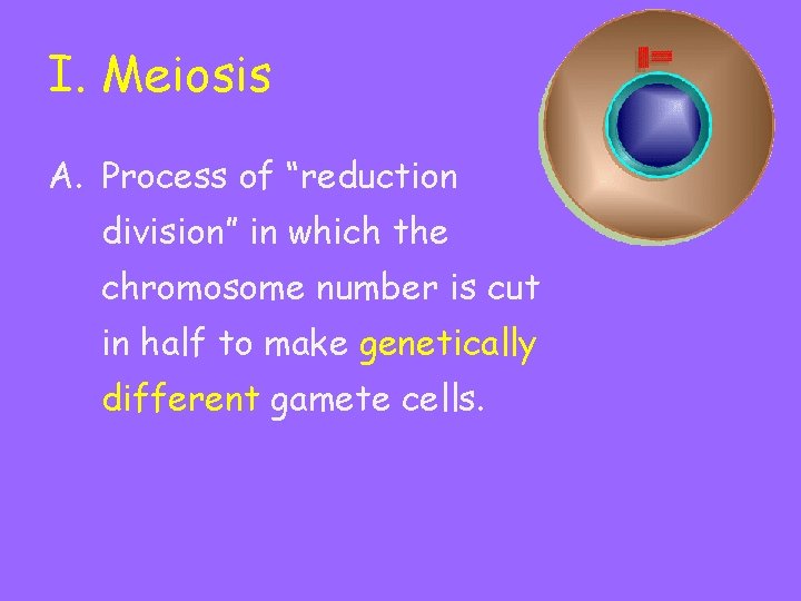 I. Meiosis A. Process of “reduction division” in which the chromosome number is cut