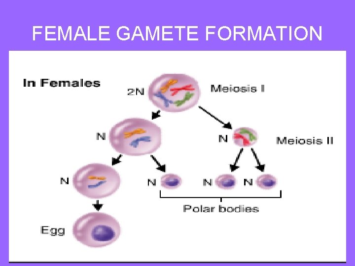 FEMALE GAMETE FORMATION 